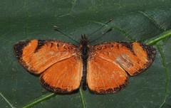 Tegosa anieta