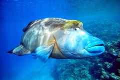 Napoleon Wrasse