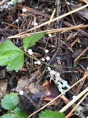 Marasmiellus filopes