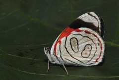 Diaethria anna