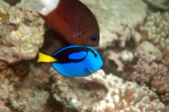 Paracanthurus hepatus