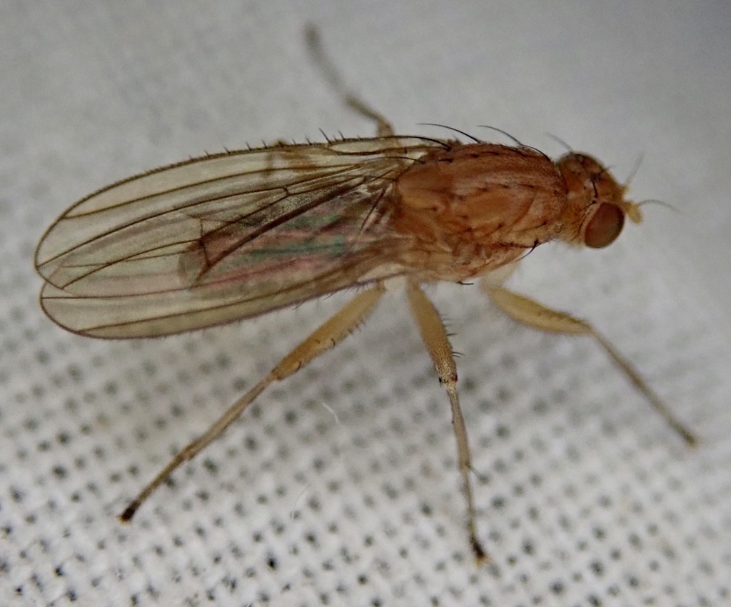 Suillia fuscicornis