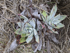 Dudleya palmeri