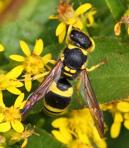 European tube wasp