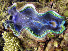 Tridacna derasa
