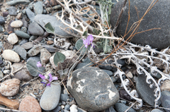 Gueldenstaedtia monophylla