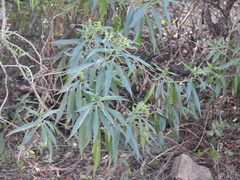 Barkleyanthus salicifolius
