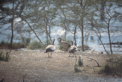 Alopochen aegyptiaca