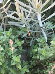 Pyrausta californicalis