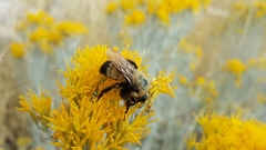 Bombus morrisoni