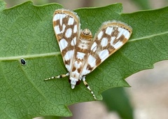 Obtusipalpis pardalis