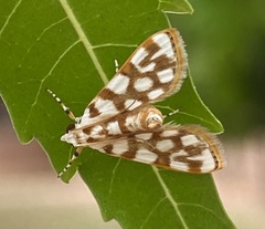 Obtusipalpis pardalis