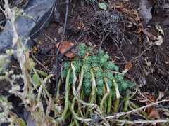 Sedum ebracteatum