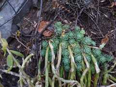 Sedum ebracteatum