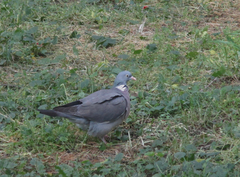 Columba palumbus