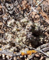 Trichodiadema marlothii