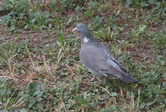 Columba palumbus