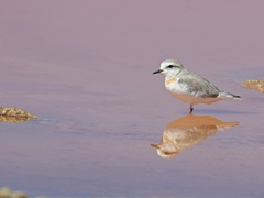 Charadrius pallidus