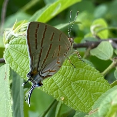 Hemiolaus caeculus