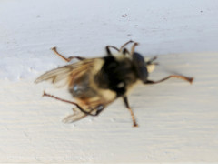Criorhina bubulcus