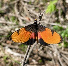 Acraea anemosa