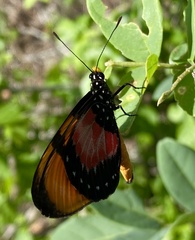 Acraea anemosa