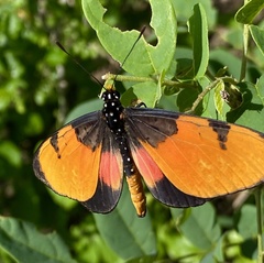 Acraea anemosa
