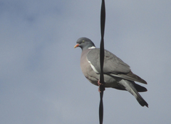 Columba palumbus