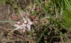 Asclepias gibba