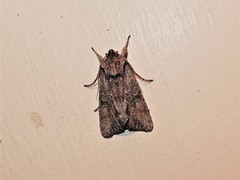 Ichneutica mutans
