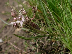 Asclepias gibba