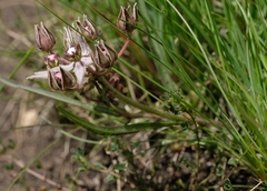 Asclepias gibba