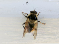 Criorhina bubulcus