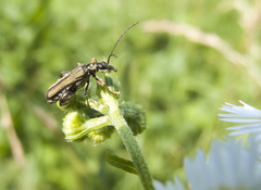 Oedemera flavipes