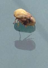 Clastoptera achatina