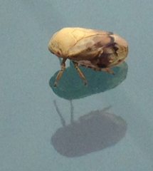 Clastoptera achatina