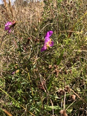 Rhexia cubensis