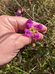 Rhexia cubensis