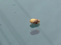 Clastoptera achatina