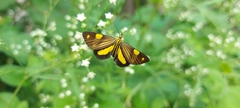 Phaeochlaena lampra