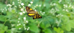 Phaeochlaena lampra