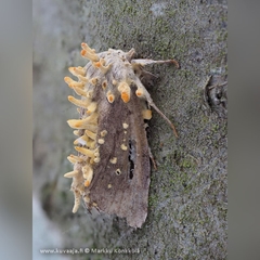 Akanthomyces tuberculatus
