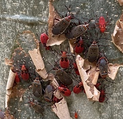 Probergrothius