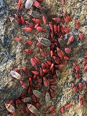 Probergrothius