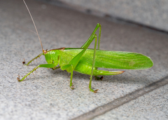 Hexacentrus unicolor