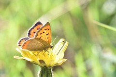 Lycaena phlaeas