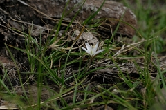 Ornithogalum sephtonii