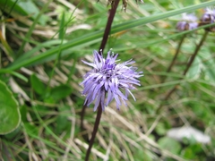 Globularia cordifolia