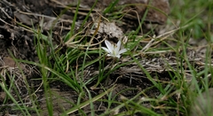 Ornithogalum sephtonii