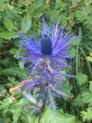 Eryngium alpinum